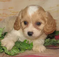 Cecil, a male Cavachon for sale in Madison, SD – 4 of 4