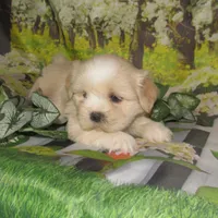 Buzz, a male Lhasa Apso for sale in Madison, SD – 3 of 5