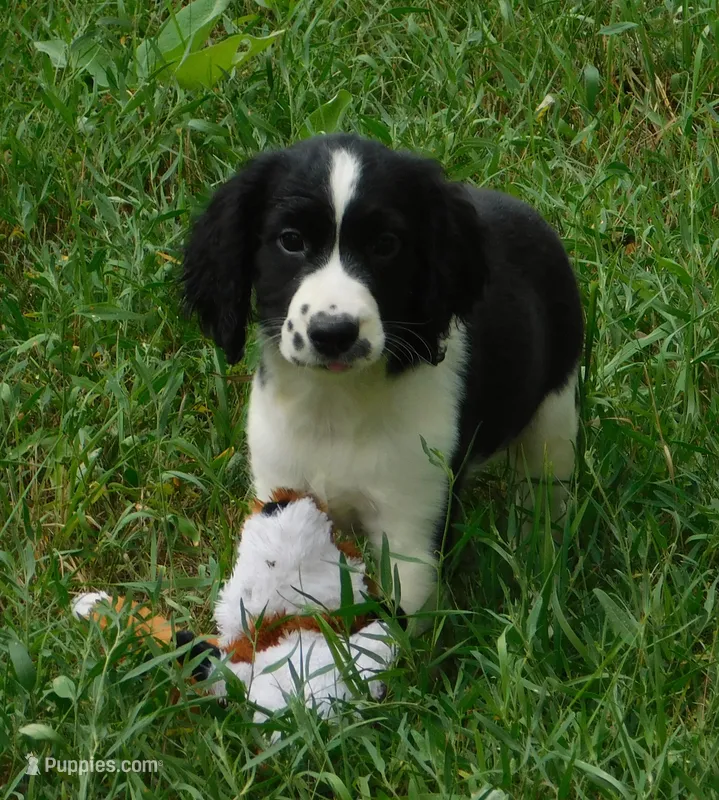 Simone – English Springer Spaniel puppy for sale in Madison, SD