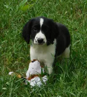 Simone, a female English Springer Spaniel for sale in Madison, SD – 1 of 5