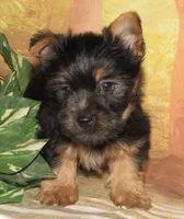 Hudson, a male Silky Terrier for sale in Madison, SD – 3 of 8