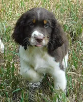Sammy, a male English Springer Spaniel for sale in Madison, SD – 8 of 8