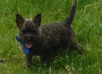 Chucky, a male Cairn Terrier for sale in Madison, SD – 4 of 7