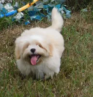 Buzz, a male Lhasa Apso for sale in Madison, SD – 3 of 10