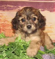 Cathy, a female Cavachon for sale in Madison, SD – 3 of 6