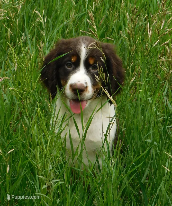 Sassy – English Springer Spaniel puppy for sale in Madison, SD