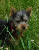 June Bug, a female Silky Terrier for sale in Madison, SD – 2 of 10