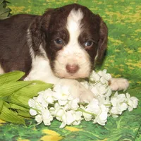 Sandy, a female English Springer Spaniel for sale in Madison, SD – 2 of 6