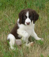 Sandy, a female English Springer Spaniel for sale in Madison, SD – 3 of 10