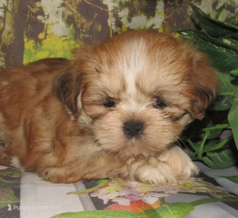Freddy – Lhasa Apso puppy for sale in Madison, SD