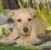 Betsy, a female Scottish Terrier for sale in Madison, SD – 8 of 8