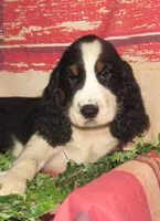 Sheldon, a male English Springer Spaniel for sale in Madison, SD – 1 of 7