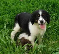 Shirley, a female English Springer Spaniel for sale in Madison, SD – 7 of 10