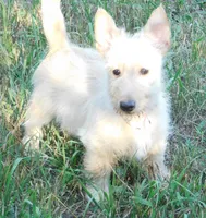Beverly, a female Scottish Terrier for sale in Madison, SD – 3 of 10