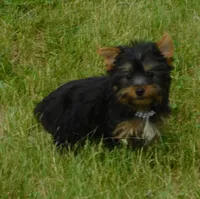 Jada, a female Silky Terrier for sale in Madison, SD – 5 of 9