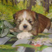 Freddy, a male Lhasa Apso for sale in Madison, SD – 3 of 3