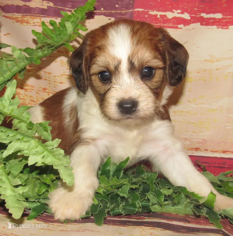 Quincy – Cavachon puppy for sale in Madison, SD