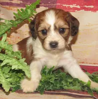 Quincy, a male Cavachon for sale in Madison, SD – 1 of 4