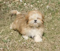 Charlie, a male Lhasa Apso for sale in Madison, SD – Photo 4 of 9
