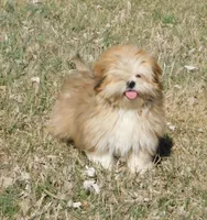 Charlie, a male Lhasa Apso for sale in Madison, SD – Photo 5 of 9