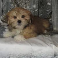 Charlie, a male Lhasa Apso for sale in Madison, SD – Photo 2 of 3