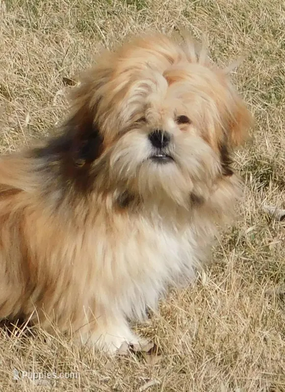 Charlie – Lhasa Apso puppy for sale in Madison, SD