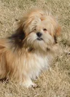 Charlie, a male Lhasa Apso for sale in Madison, SD – Photo 1 of 9