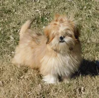 Charlie, a male Lhasa Apso for sale in Madison, SD – Photo 9 of 9