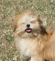 Charlie, a male Lhasa Apso for sale in Madison, SD – Photo 3 of 9