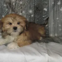 Charlie, a male Lhasa Apso for sale in Madison, SD – Photo 1 of 3