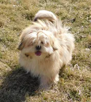 Charlie, a male Lhasa Apso for sale in Madison, SD – Photo 2 of 9