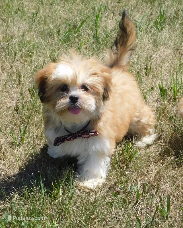 Freddy – Lhasa Apso puppy for sale in Madison, SD
