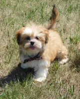 Freddy, a male Lhasa Apso for sale in Madison, SD – 1 of 10