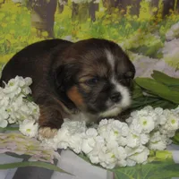 Joy, a female Lhasa Apso for sale in Madison, SD – 4 of 5