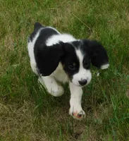 Scrappy, a male English Springer Spaniel for sale in Madison, SD – 6 of 7