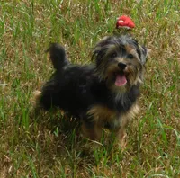 Benny, a male Lhasa Apso and Silky Terrier for sale in Madison, SD – 2 of 10