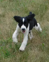 Simone, a female English Springer Spaniel for sale in Madison, SD – 4 of 5