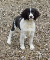 Stella, a female English Springer Spaniel for sale in Madison, SD – Photo 4 of 9
