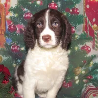 Stella, a female English Springer Spaniel for sale in Madison, SD – Photo 9 of 9