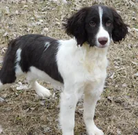 Stella, a female English Springer Spaniel for sale in Madison, SD – Photo 5 of 9