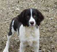 Stella, a female English Springer Spaniel for sale in Madison, SD – Photo 2 of 9