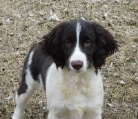 Stella, a female English Springer Spaniel for sale in Madison, SD – Photo 1 of 9