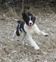 Stella, a female English Springer Spaniel for sale in Madison, SD – Photo 3 of 9