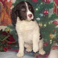 Stella, a female English Springer Spaniel for sale in Madison, SD – Photo 7 of 9