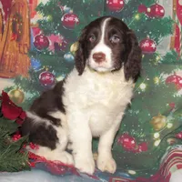 Stella, a female English Springer Spaniel for sale in Madison, SD – Photo 8 of 9