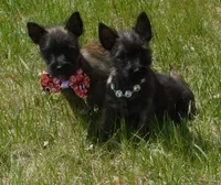 Auggie, a male Cairn Terrier for sale in Madison, SD – 6 of 10