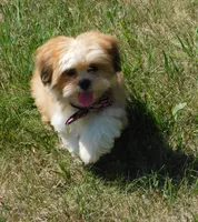 Freddy, a male Lhasa Apso for sale in Madison, SD – 4 of 10