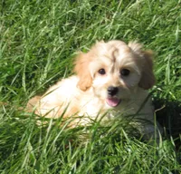 Paige, a female Cavachon for sale in Madison, SD – 4 of 6