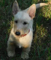 Betsy, a female Scottish Terrier for sale in Madison, SD – 2 of 10