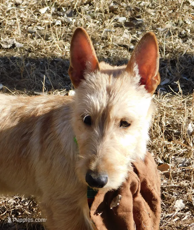 Bingo – Scottish Terrier puppy for sale in Madison, SD